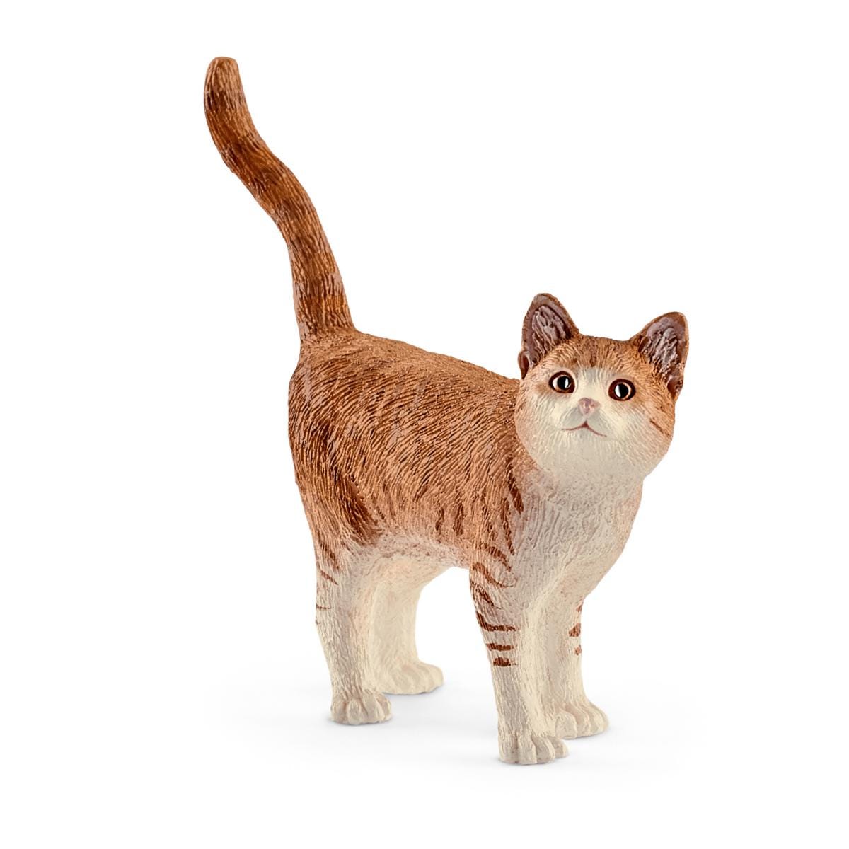 Katze