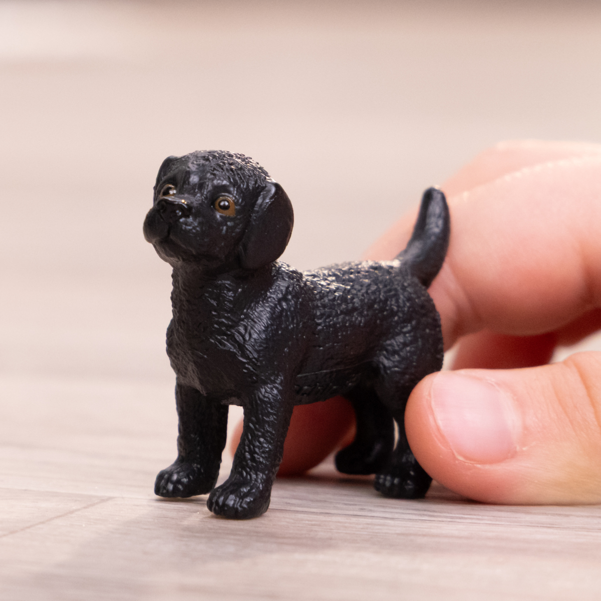 Schwarzer Labrador Retriever Welpe