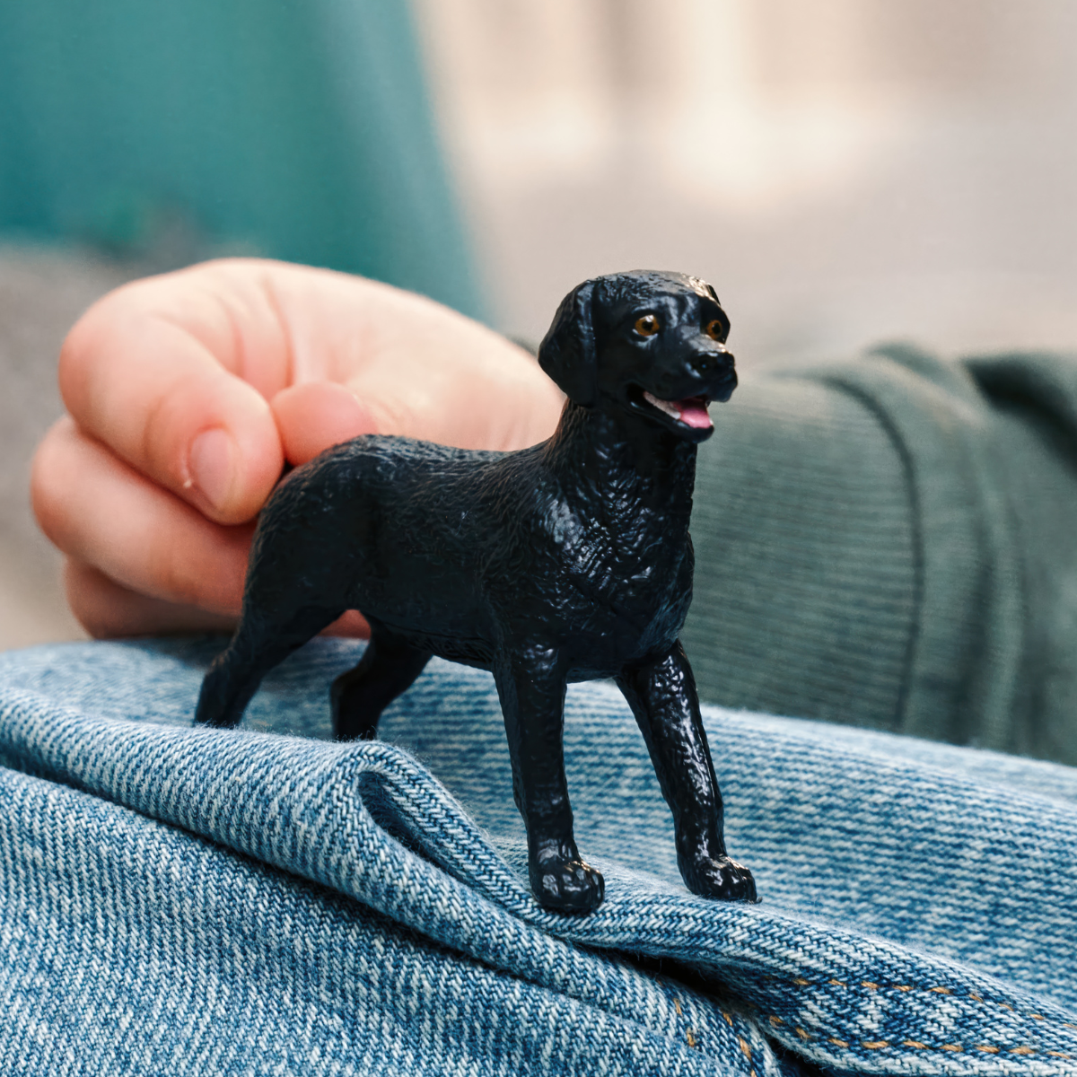 Schwarze Labrador Retriever Hündin